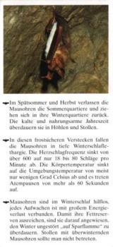 Faltblatt 'Das Große Mausohr' (Seite 4)